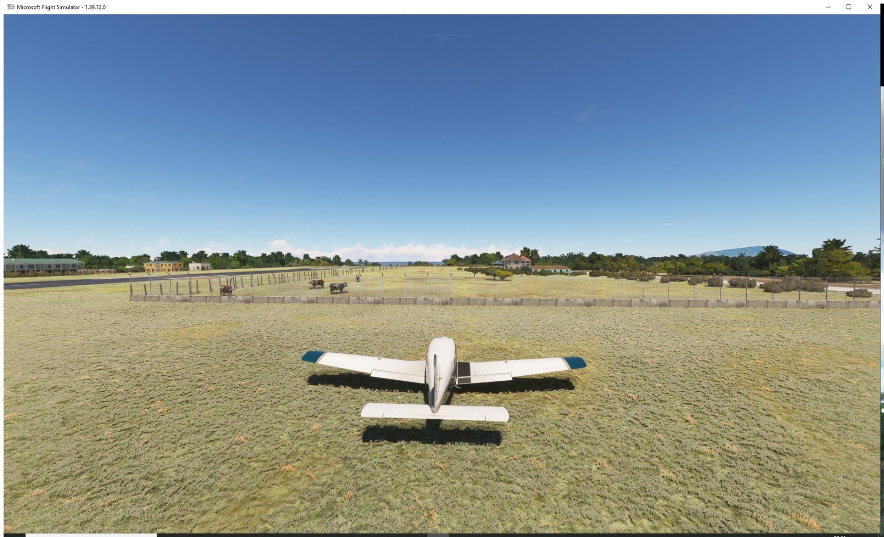 22-11-55-Des vaches à Lubang